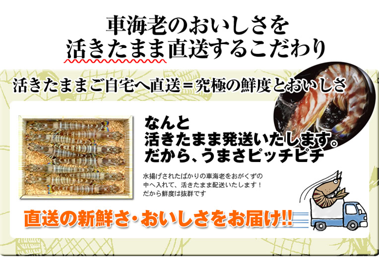 養殖の車海老のおいしさを活きたまま直送するこだわり