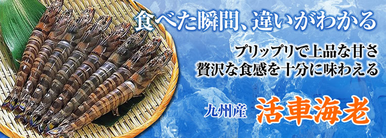 食べた瞬間、違いがわかる プリップリで上品な甘さ 贅沢な食感を十分に味わえる 九州産 活車海老