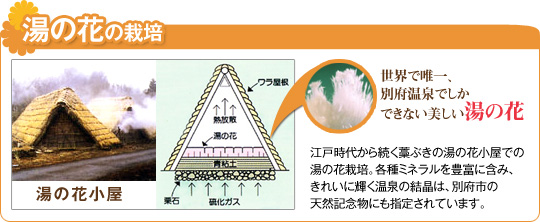 湯の花の栽培