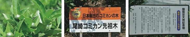 津久見みかん