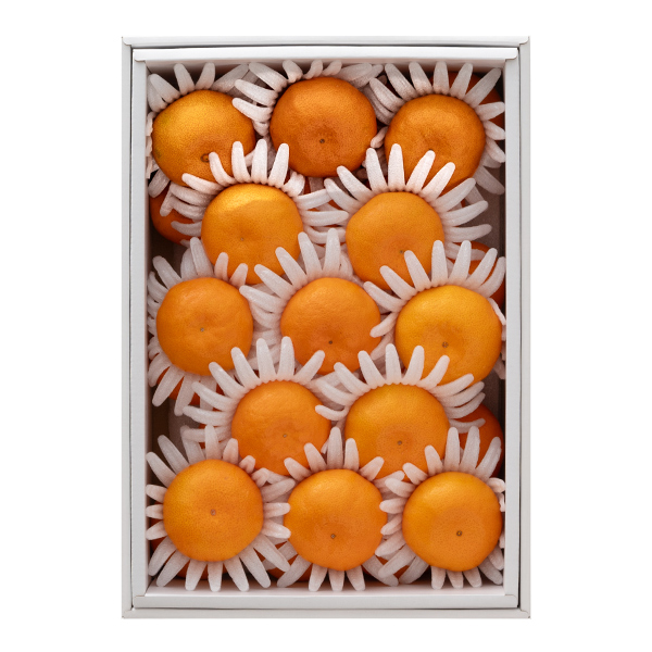 [��B��] �{�̉ʕ��M�t�g �݂���y���͂����ԁF12�����{�`1����{�܂Łz