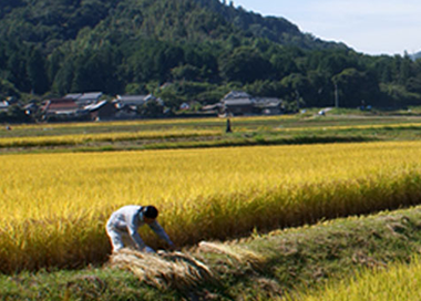 (有)百姓和樂の田んぼ