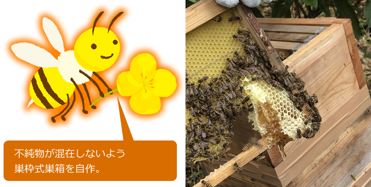 不純物が混在しないよう巣枠式巣箱を自作。