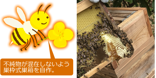 日本ミツバチの純粋はちみつ: ネットデパート｜トキハオンラインショップ